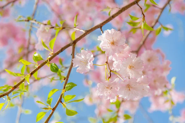 Kersenbloesem festival in Chidorigafuchi Park, Mooie sakura Rechtenvrije Stockfoto's