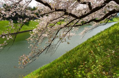 Chidorigafuchi Park, Tokyo, Japonya 'da Güzel Kiraz Çiçeği Festivali.