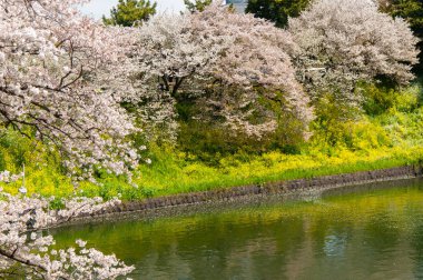 Chidorigafuchi Park, Tokyo, Japonya 'da Güzel Kiraz Çiçeği Festivali.