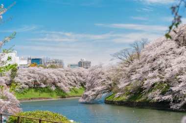 Chidorigafuchi Park, Tokyo, Japonya 'da Güzel Kiraz Çiçeği Festivali.