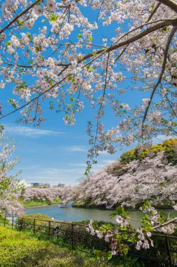 Chidorigafuchi Park, Tokyo, Japonya 'da Güzel Kiraz Çiçeği Festivali.