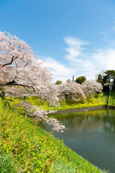 Splendido festival dei fiori di ciliegio al Chidorigafuchi Park, Tokyo, Giappone . — Foto Stock