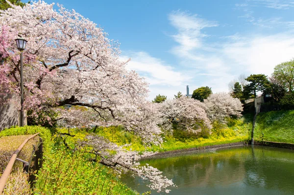 Chidorigafuchi पार्क, टोक्यो, जापान में सुंदर चेरी फूल महोत्सव . — स्टॉक फ़ोटो, इमेज