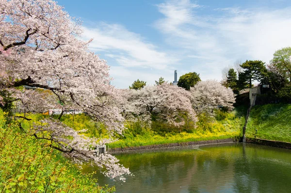 Chidorigafuchi पार्क, टोक्यो, जापान में सुंदर चेरी फूल महोत्सव . — स्टॉक फ़ोटो, इमेज