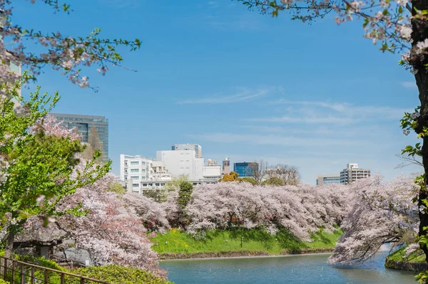 Krásný festival kvetoucích třešní v parku Chidorigafuchi, Tokio, Japonsko. — Stock fotografie