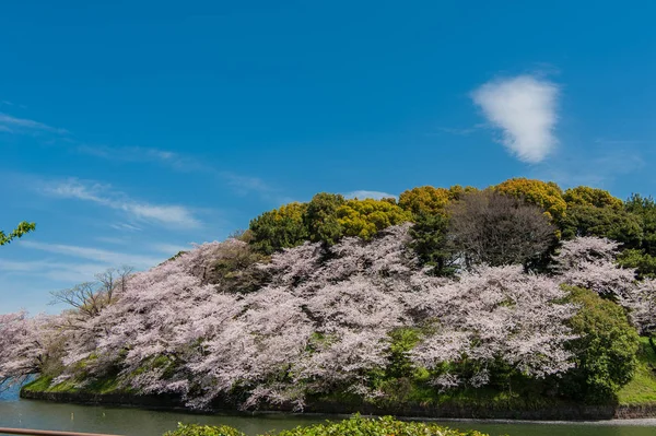 Splendido festival dei fiori di ciliegio al Chidorigafuchi Park, Tokyo, Giappone . — Foto Stock