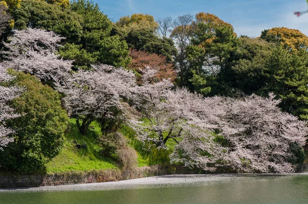 Belo festival de flores de cerejeira no Chidorigafuchi Park, Tóquio, Japão . — Fotografia de Stock