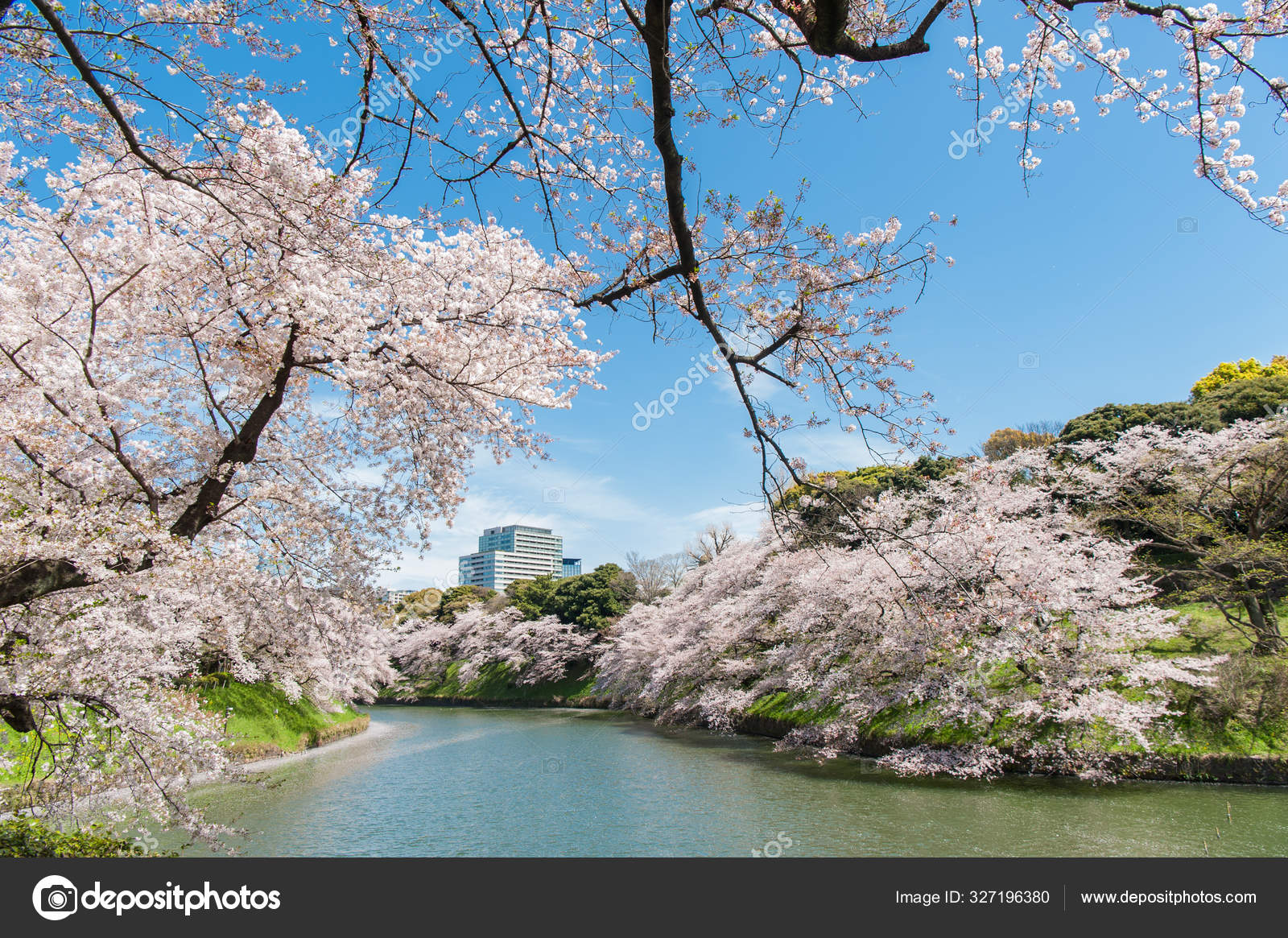 花見写真素材 ロイヤリティフリー花見画像 Depositphotos 花見写真素材 ロイヤリティフリー花見画像 Depositphotos