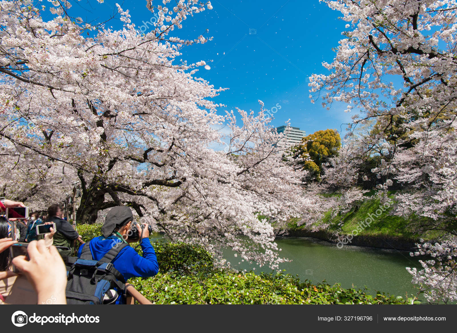 花見写真素材 ロイヤリティフリー花見画像 Depositphotos 花見写真素材 ロイヤリティフリー花見画像 Depositphotos
