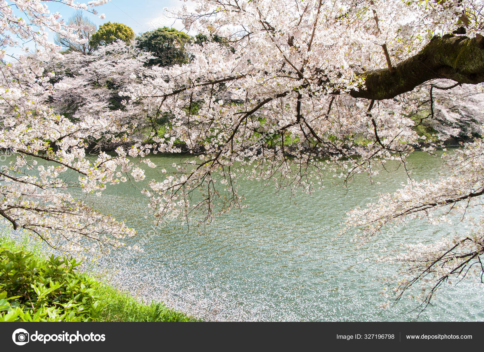 花見写真素材 ロイヤリティフリー花見画像 Depositphotos 花見写真素材 ロイヤリティフリー花見画像 Depositphotos