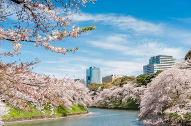 Chidorigafuchi Parkı 'nda güzel Kiraz Çiçeği Festivali. Tokyo, Japonya.