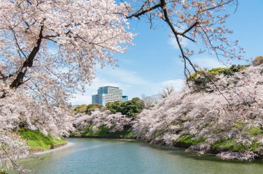 Chidorigafuchi Parkı 'nda güzel Kiraz Çiçeği Festivali. Tokyo, Japonya.