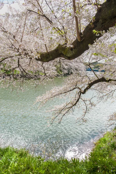 Beautiful  Cherry blossom festival at Chidorigafuchi Park,  TokyBeautiful  Cherry blossom festival at Chidorigafuchi Park. Tokyo, Japan. — Stock Photo, Image