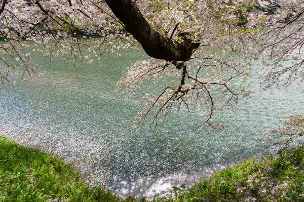 Hermoso festival de flores de cerezo en el Parque Chidorigafuchi. Tokio, Japón . —  Fotos de Stock