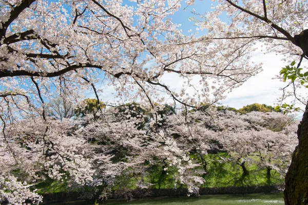 Beautiful  Cherry blossom festival at Chidorigafuchi Park. Tokyo, Japan. — Stock Photo, Image
