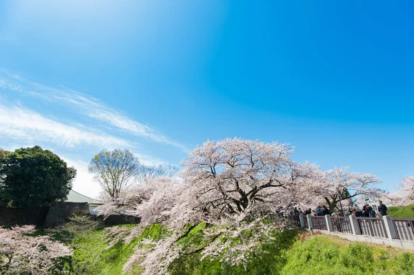 Beautiful  Cherry blossom festival at Chidorigafuchi Park. Tokyo, Japan. — Stock Photo, Image