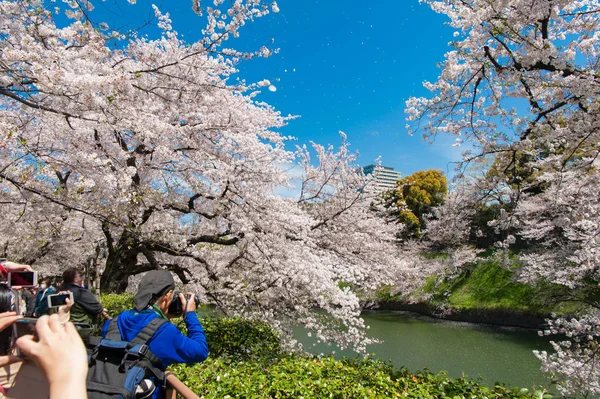 Bellissimo festival dei fiori di ciliegio al Parco Chidorigafuchi. Tokyo, Giappone . — Foto Stock