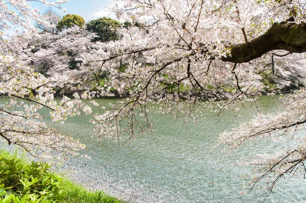 Chidorigafuchi पार्क में सुंदर चेरी फूल त्योहार। टोक्यो, जापान . — स्टॉक फ़ोटो, इमेज