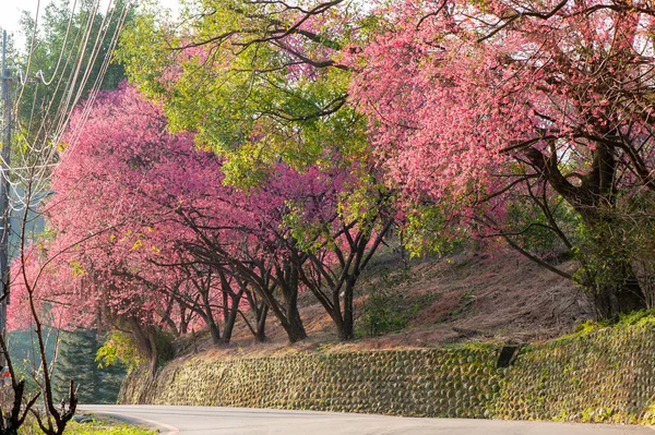 Una fila di ciliegi in fiore lungo la tortuosa strada di montagna, Maokong Taipei, Taiwan . — Foto Stock