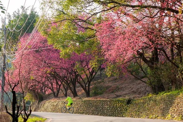 Cyclist rides uphill under a row of blooming cherry trees — Stock Photo, Image