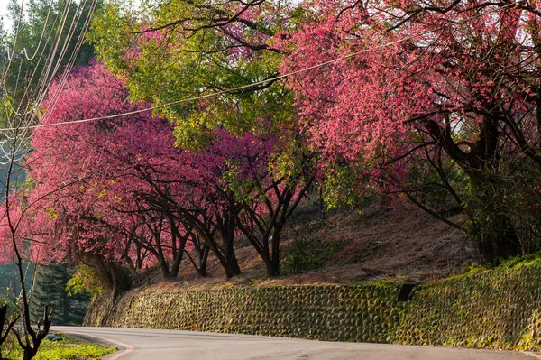 A row of blooming cherry trees along the winding mountain road, — Stock Photo, Image