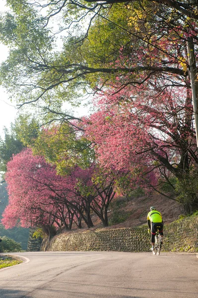 Ciclista cavalca in salita sotto una fila di ciliegi in fiore — Foto Stock