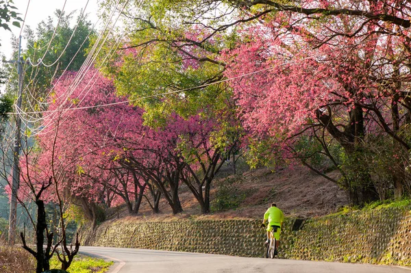 Ciclista cavalca in salita sotto una fila di ciliegi in fiore  , — Foto Stock