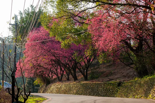 Una fila di ciliegi in fiore lungo la tortuosa strada di montagna , — Foto Stock