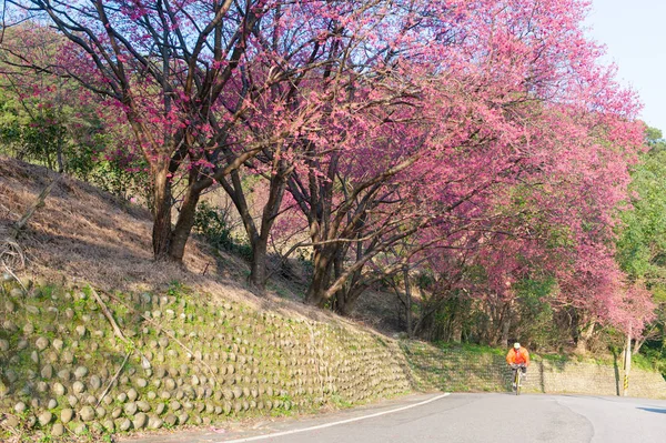 Una strada di montagna piena di sakura, pedalano i ciclisti — Foto Stock