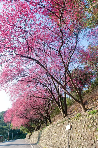 A row of blooming cherry trees along the winding mountain road, — Stock Photo, Image