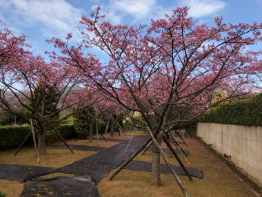Yangmingshan Ulusal Parkı, Taipei Tayvan 'da bahar kiraz çiçeği mevsimi