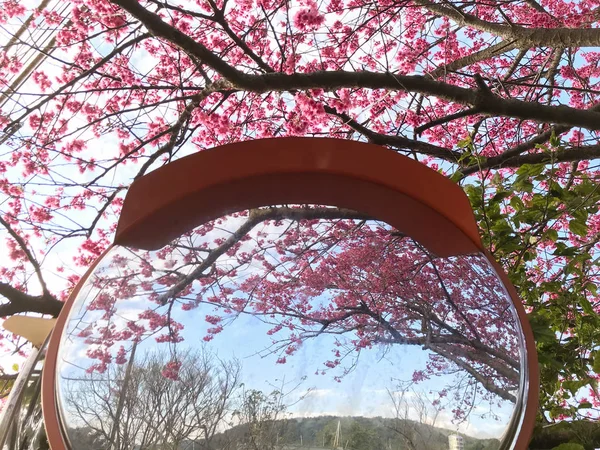 यांगमिंगशान नेशनल पार्क, टेपे ताइवान में वसंत चेरी फूल का मौसम — स्टॉक फ़ोटो, इमेज