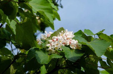 Beautiful white tung flower blooms in spring tung tree flower
