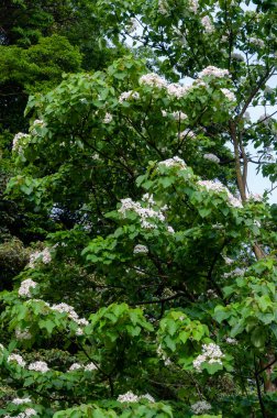 Beautiful white tung flower blooms in spring tung tree flower
