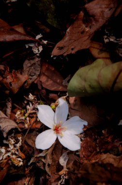 Beautiful white tung tree flower, Like the snow floating on the ground in May ( tung flower)