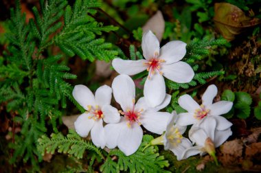 Beautiful white tung tree flower, Like the snow floating on the ground in May ( tung flower)