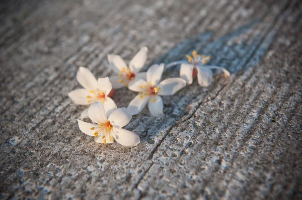 White tung flower falling on the ground, tung flower blooming season