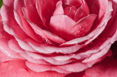 Water droplets on the petals, red camellia in the rain