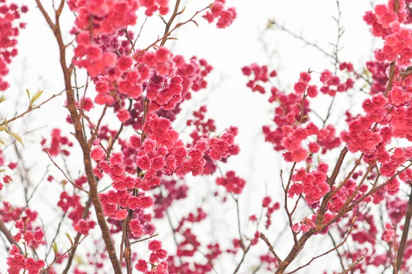 Kevään kirsikankukinta kausi Yangmingshanin kansallispuistossa, taipei taiwan — kuvapankkivalokuva