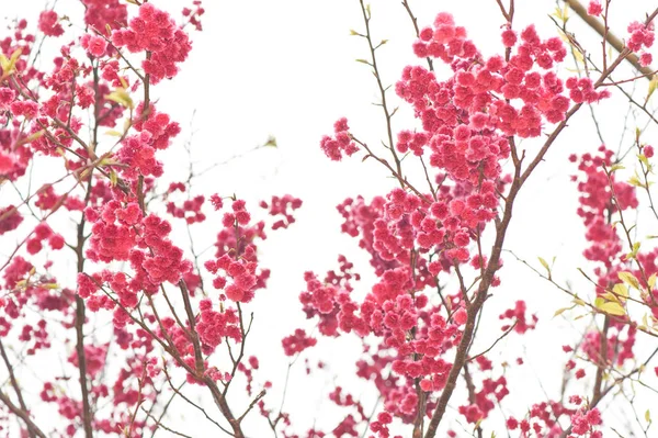 Primavera stagione dei fiori di ciliegio al Parco Nazionale di Yangmingshan, taipei taiwan — Foto Stock