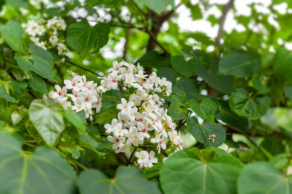 Belle fleur de tung blanche fleurit au printemps — Photo