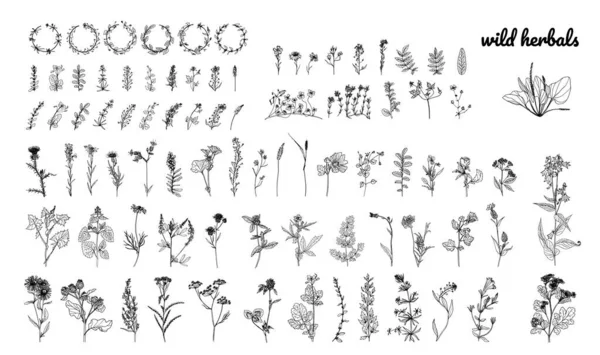 Wild herbs, drawn by a black line on a white background. Vector. Set. Hand drawing. — Stock Vector