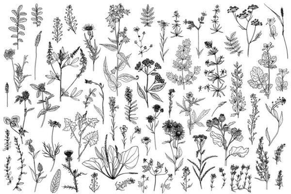 Wild herbs, drawn by a black line on a white background. Vector. Set. Hand drawing.