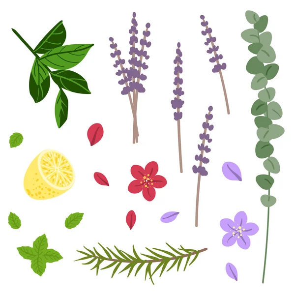 Набор Ароматических Растений Цветы Листья Вектор — стоковый вектор