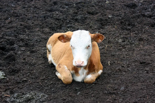 Красивые рыжие волосы с белой головой теленка лежит в грязи в загоне на ферме — стоковое фото