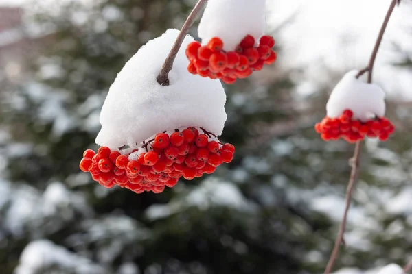 Bunches Red Mountain Ash Covered Snow Cap Blurred Background Close — Stock Photo, Image