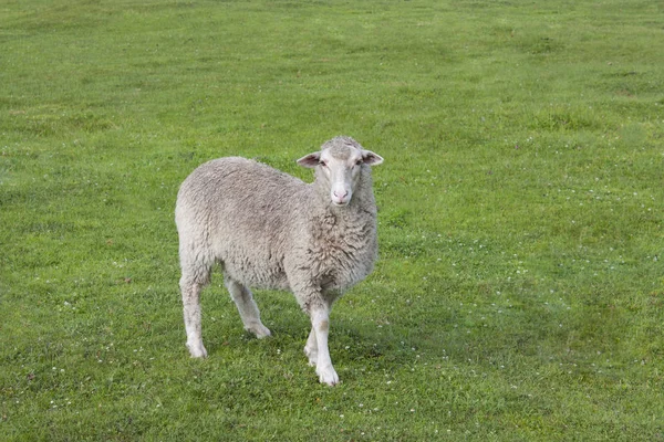 A beautiful gray sheep walks on the fresh green grass in the village — 스톡 사진