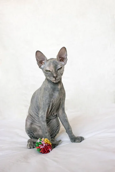 Chat Sphynx Gris Colère Chauve Avec Des Rides Assis Sur — Photo