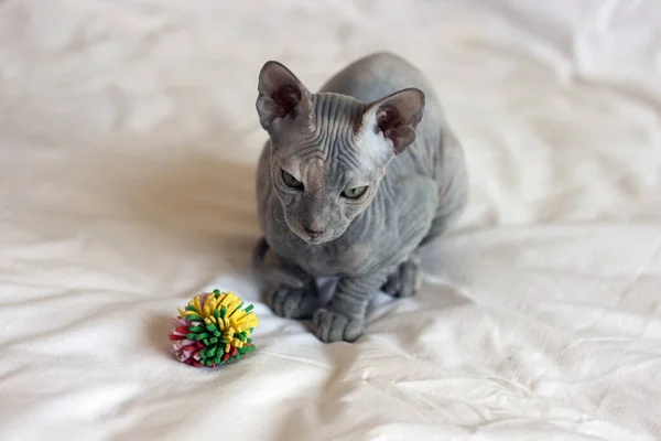 Πορτρέτο Μιας Γκρίζας Γάτας Σφίγγας Φαλακρή Ρυτίδες Ελαφρύ Φόντο Φωτεινό — Φωτογραφία Αρχείου