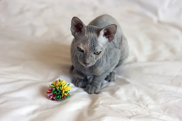 Retrato Gato Esfinge Gris Calvo Con Arrugas Sobre Fondo Claro — Foto de Stock